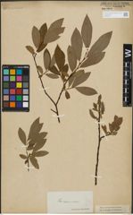 Foto von Salix lapponum L. x Salix silesiaca Willd.